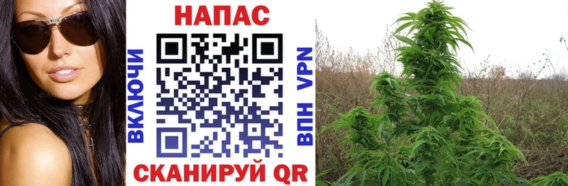 Шишки марихуана SATIVA & INDICA  Нахабино 